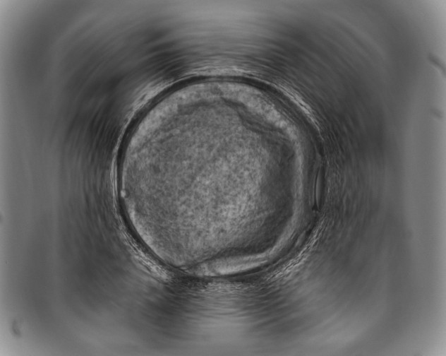 X0000096640840200802191218