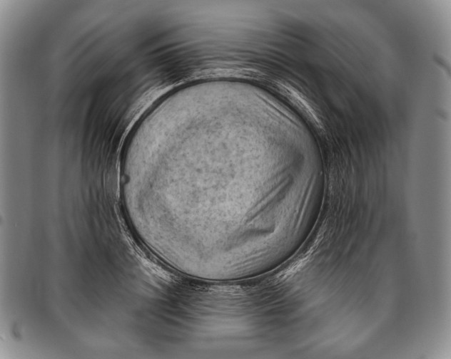 X0000096640844200802191218