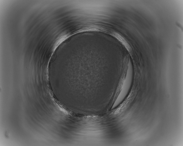 X0000096640858200802191218