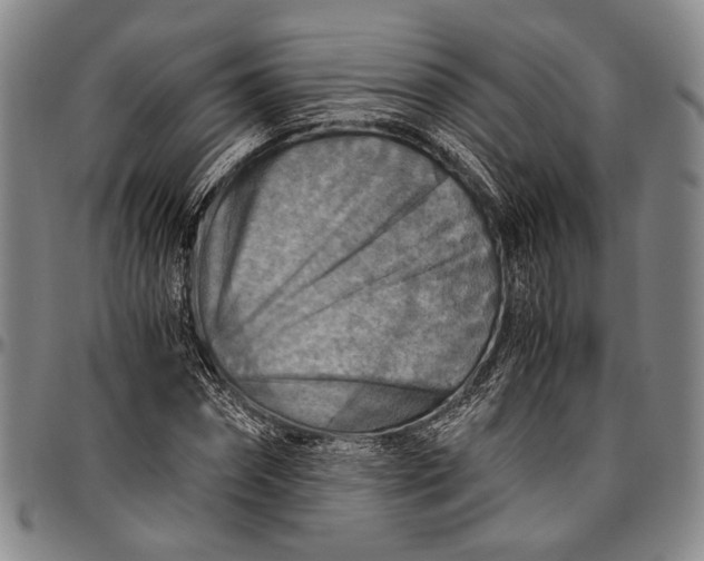 X0000096640874200802191217