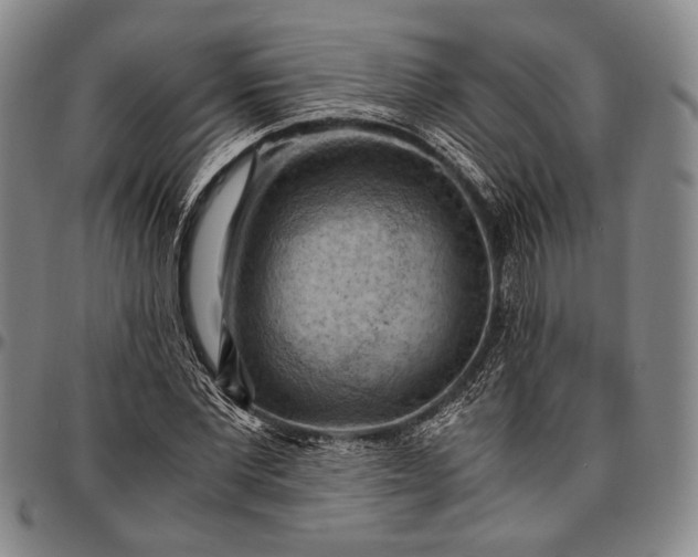 X0000096640877200802191217