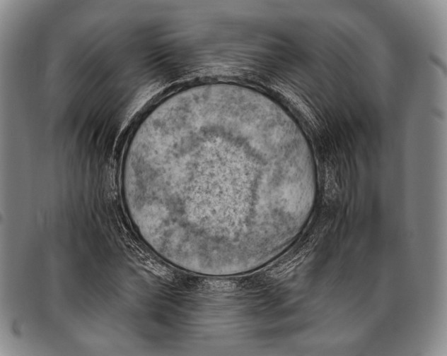 X0000096640878200802191217