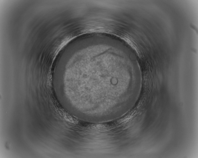 X0000096640879200802191217