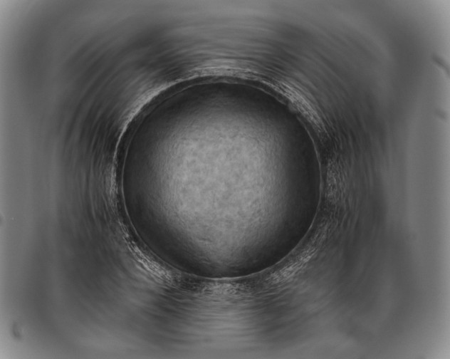 X0000096640880200802191217