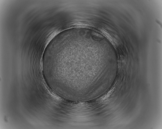 X0000096640891200802191217