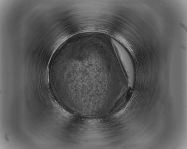 X0000096640892200802191217