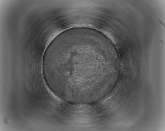 X0000096640895200802191217