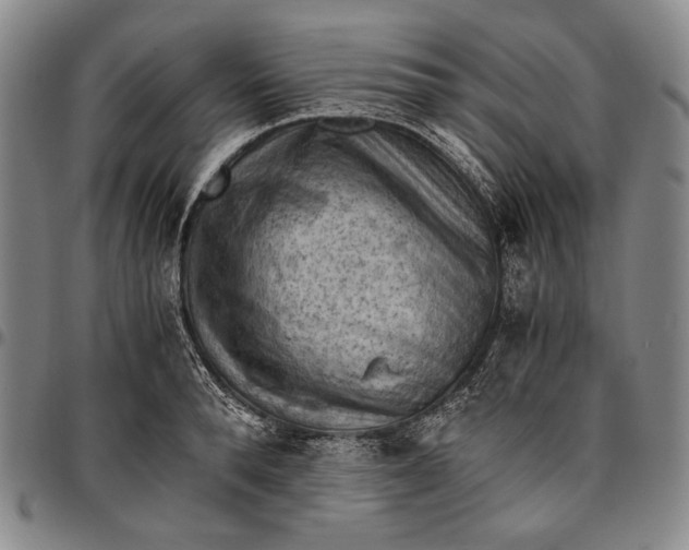 X0000096640896200802191217