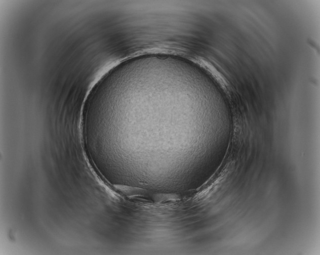 X0000096640902200802191217