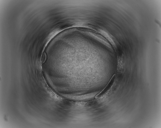 X0000096640908200802191217