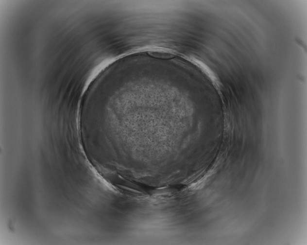 X0000096640910200802191217