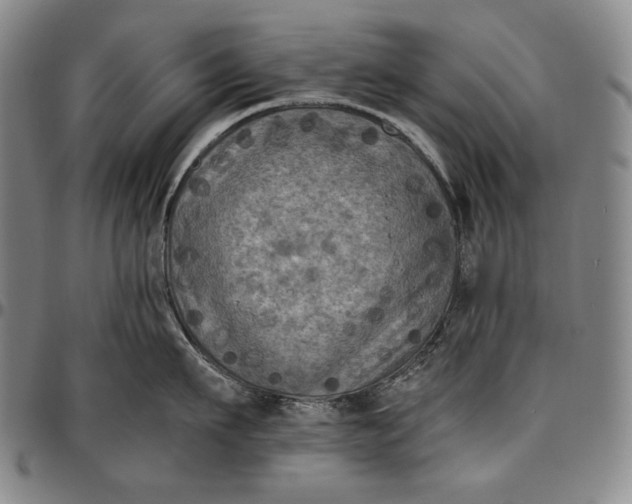 X0000096640911200802191217