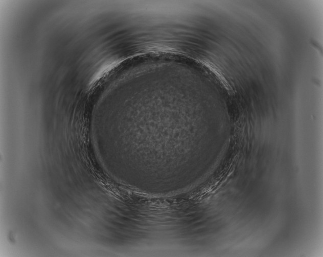 X0000096640919200802191216