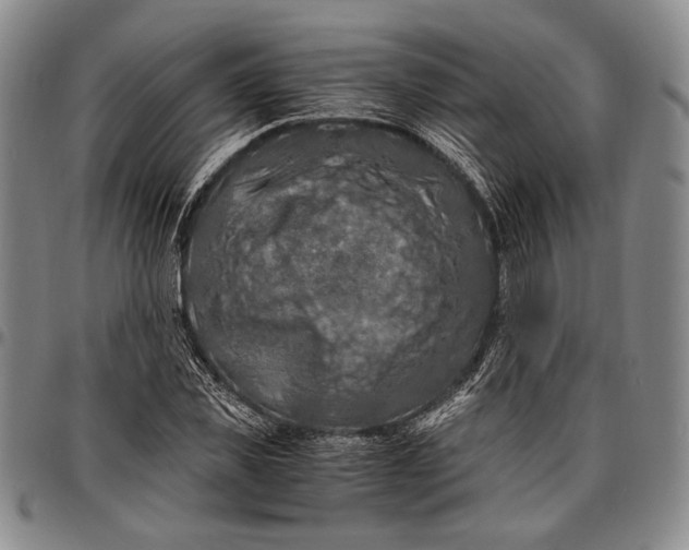 X0000096640925200802191216