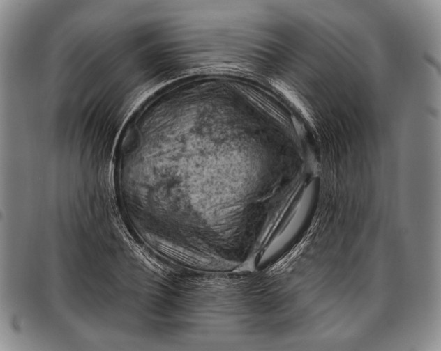 X0000096640932200802191216