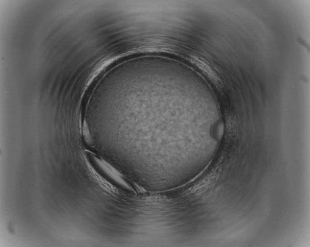 X0000096640934200802191216