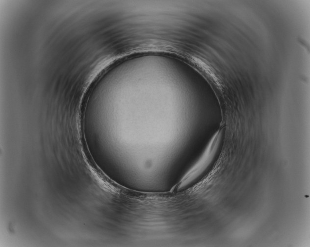 X0000096640942200802191216