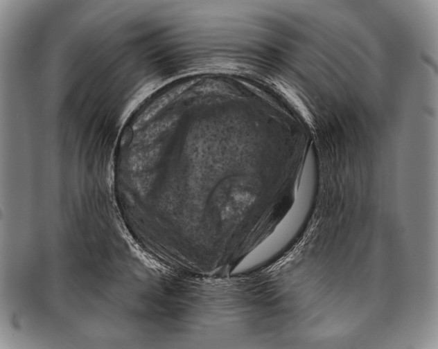 X0000096640944200802191216