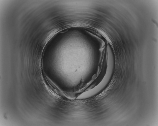 X0000096640946200802191216