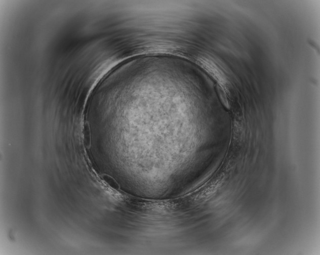 X0000096640948200802191216