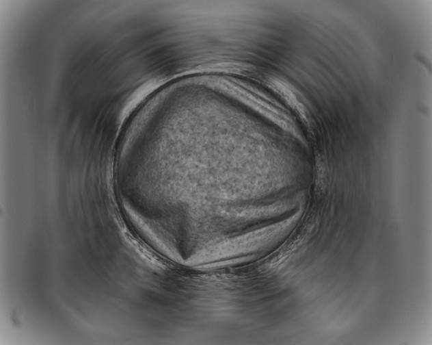 X0000096640952200802191216