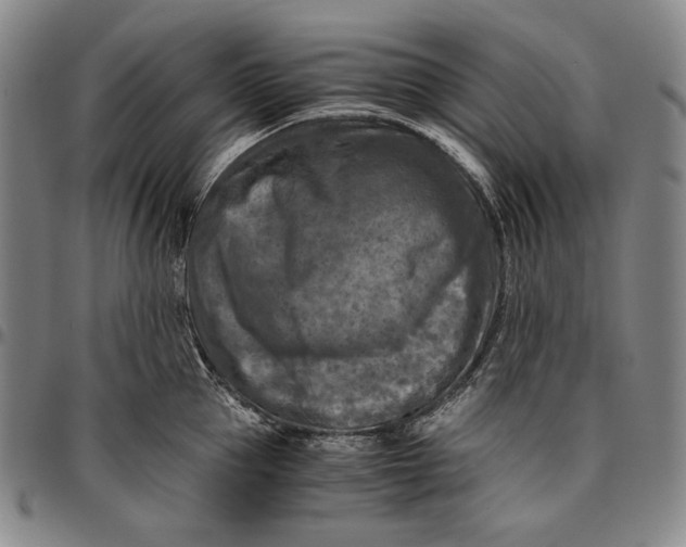 X0000096640953200802191216