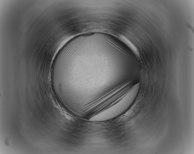 X0000096640956200802191217