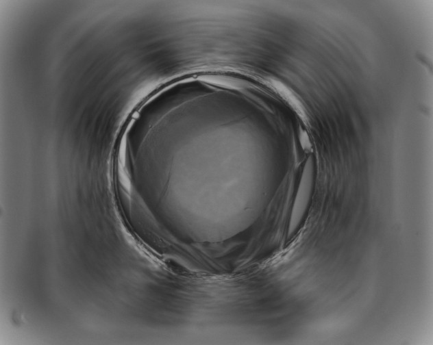 X0000096640958200802191217