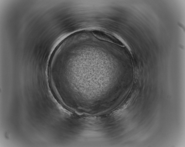 X0000096640959200802191217