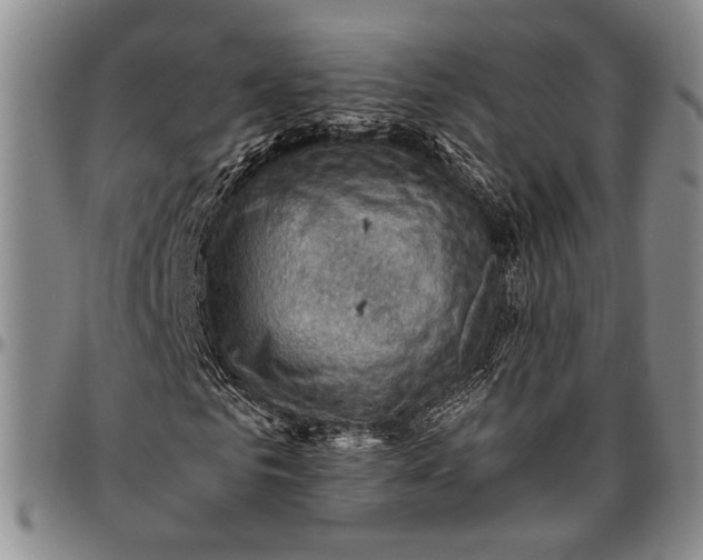 X0000096640961200802191216