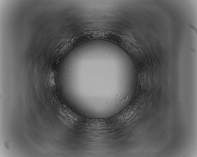 X0000096640962200802191216