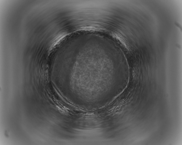 X0000096640968200802191216