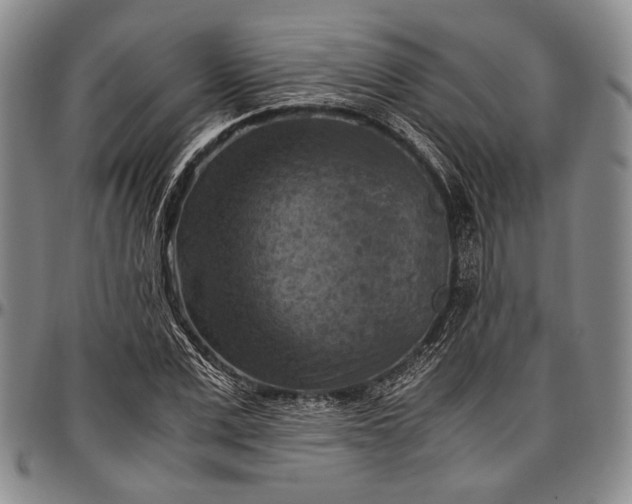 X0000096640975200802191216