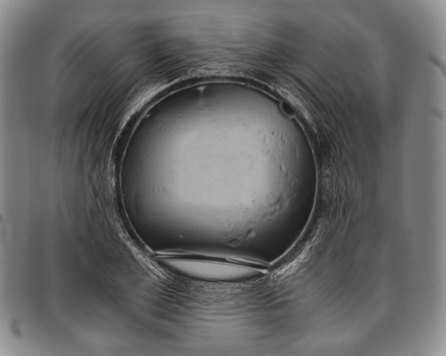 X0000096640981200802191215