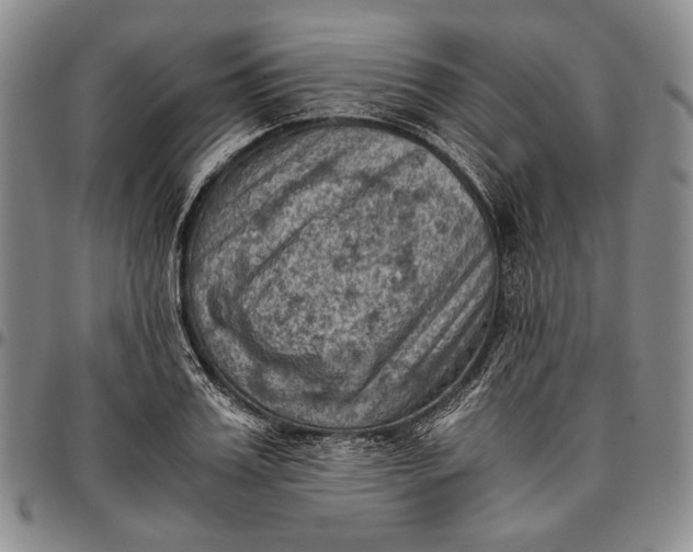 X0000096640987200802191215