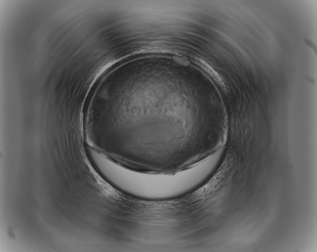 X0000096640988200802191215