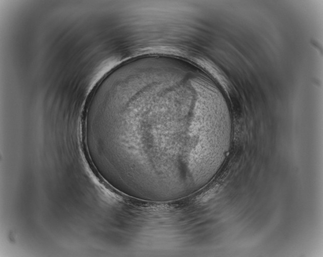 X0000096640999200802191215