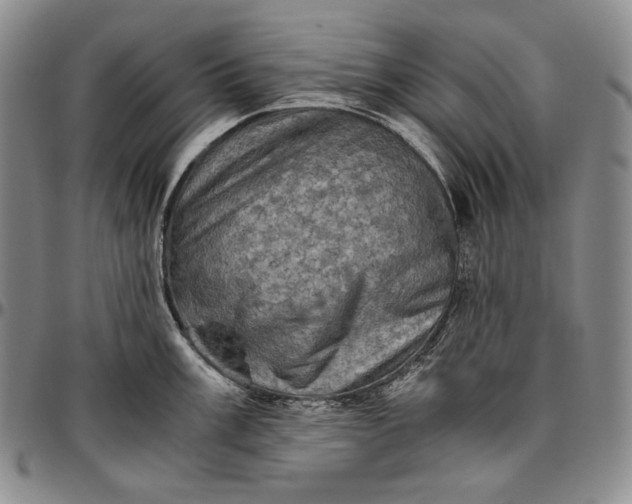 X0000096641003200802191215