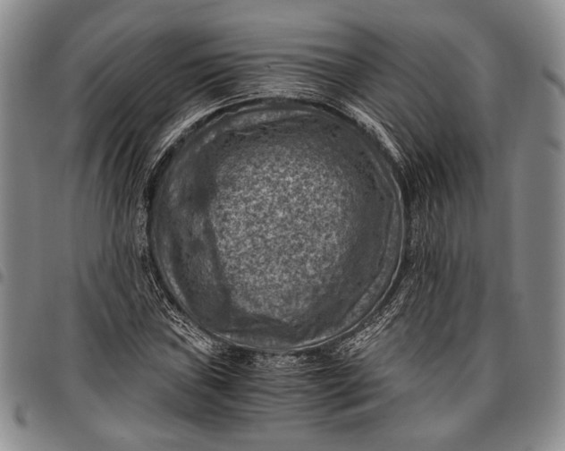 X0000096641019200802191215