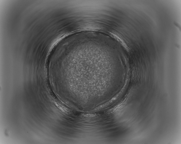 X0000096641027200802191215