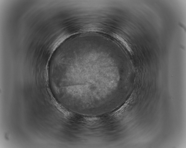 X0000096641031200802191215