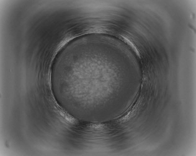 X0000096641035200802191215