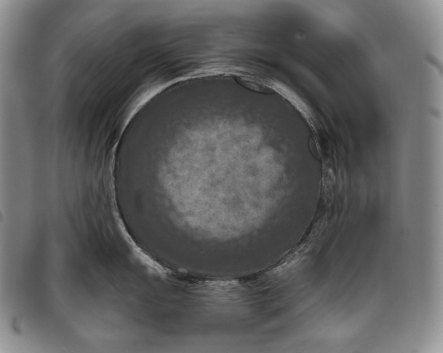 X0000096641055200802191215