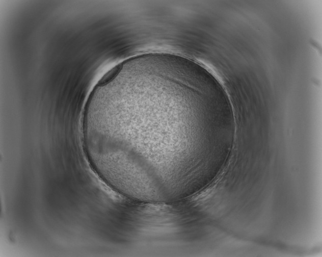 X0000096641056200802191215