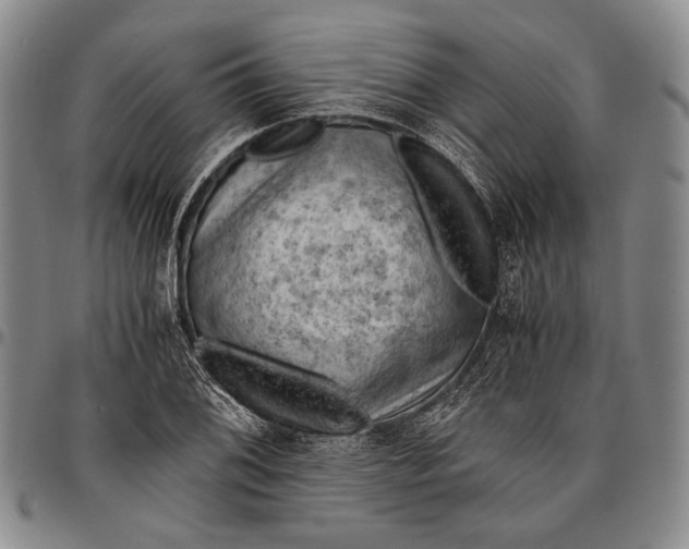 X0000096641076200802191214