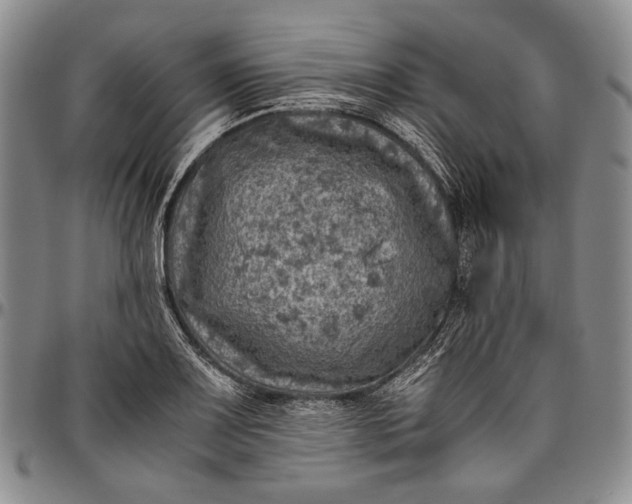 X0000096641083200802191214