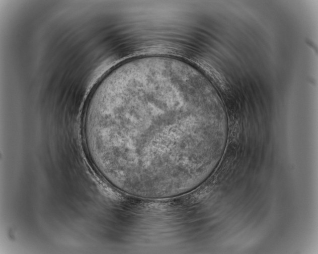 X0000096641086200802191214