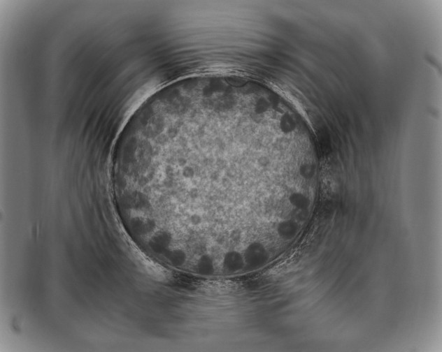 X0000096641091200802191214