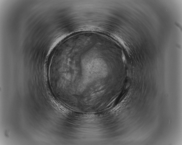 X0000096641120200802191213