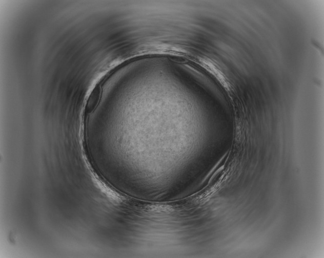 X0000096641136200802191214